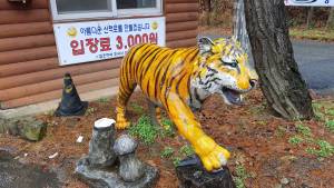 Tiger at Daedunsan Rec Forest, March 2021