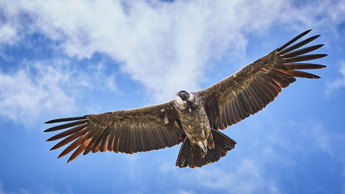 El Cóndor No Pasa Aquí